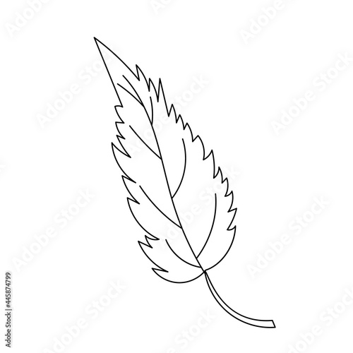 Autumn leaf in a linear style organic natural tree leaf. Isolated outline drawing modern minimalistic outline illustration isolated on white.