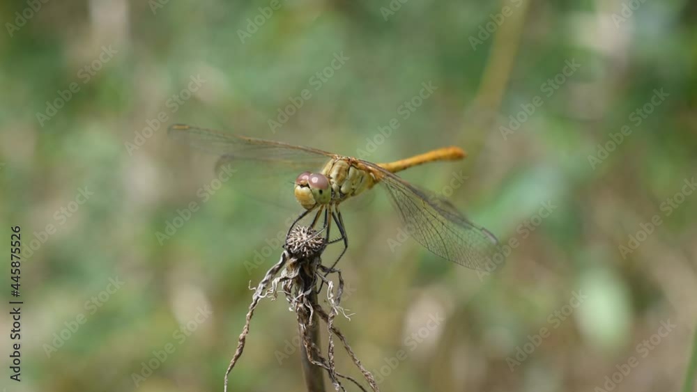 Closeup of the yellow dragonfly landing on a dry flower Closeup of the yellow dragonfly landing on a dry flower