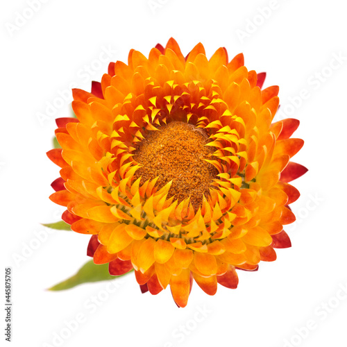 Canvas Print Flowers of Xerochrysum bracteatum,  golden everlasting or strawflower, isolated