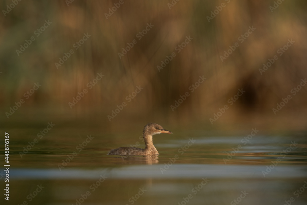 Juvenile Little grebe in Buhair lake, Bahrain