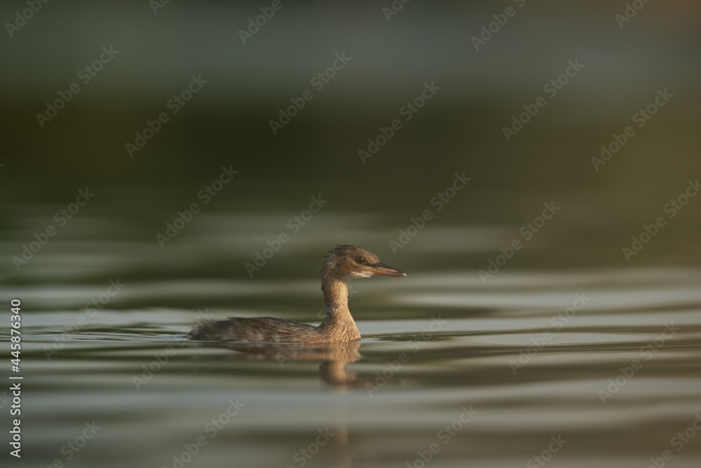 Juvenile Little grebe swimming at Buhair lake, Bahrain Juvenile Little grebe swimming at Buhair lake, Bahrain