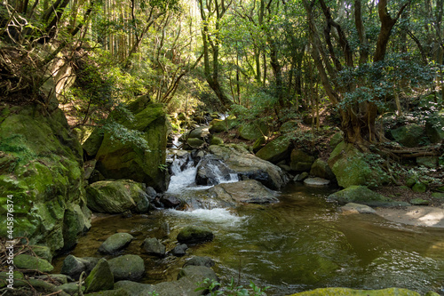water flow is going through in a forest, JAPAN.