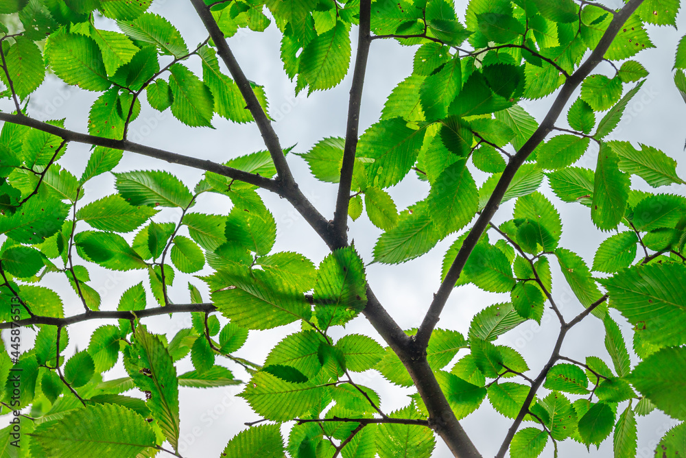 Background of green leaves against blue sky Background of green leaves against blue sky