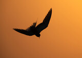 Silhouette of White-cheeked Tern diving to fish at Tubli bay, Bahrain