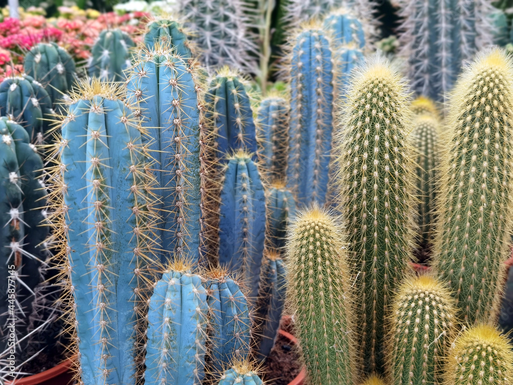Piante grasse Cactacee