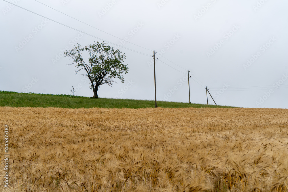 Fototapeta premium In der Schweiz bei Aarau