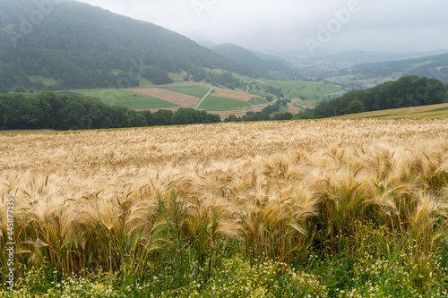 In der Schweiz bei Aarau photo