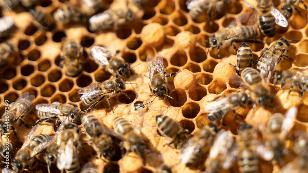marked queen bee is eaten on honeycombs for offspring. Bee honeycombs, like a queen sowing, brood. marked queen bee is eaten on honeycombs for offspring. Bee honeycombs, like a queen sowing, brood.