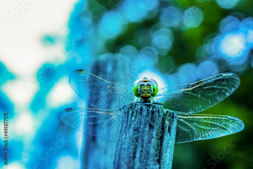 Close up of a dragon fly photo