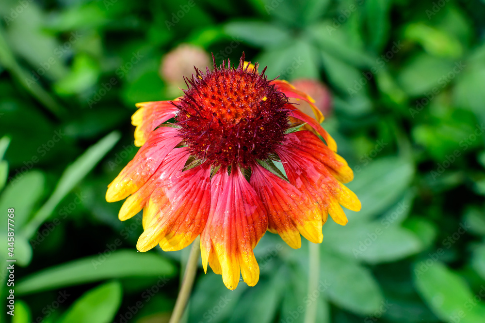 One vivid yellow and red Gaillardia flower, common known as blanket flower, and blurred green leaves in soft focus, in a garden in a sunny summer day, beautiful outdoor floral background. One vivid yellow and red Gaillardia flower, common known as blanket flower, and blurred green leaves in soft focus, in a garden in a sunny summer day, beautiful outdoor floral background.