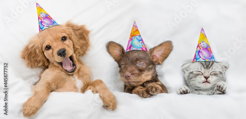 Funny yawning English Cocker spaniel puppy, Dachshund puppy and kitten wearing birthday caps sleep together under white warm blanket on a bed at home. Top down view