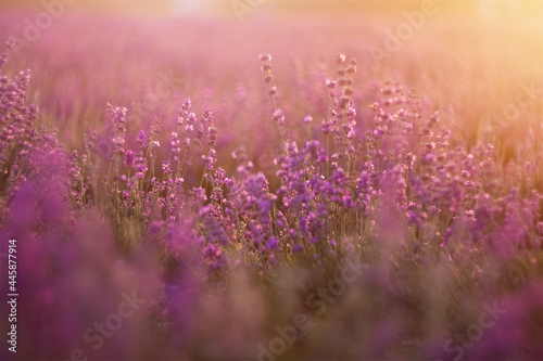 background purple flower lavender field on sunset