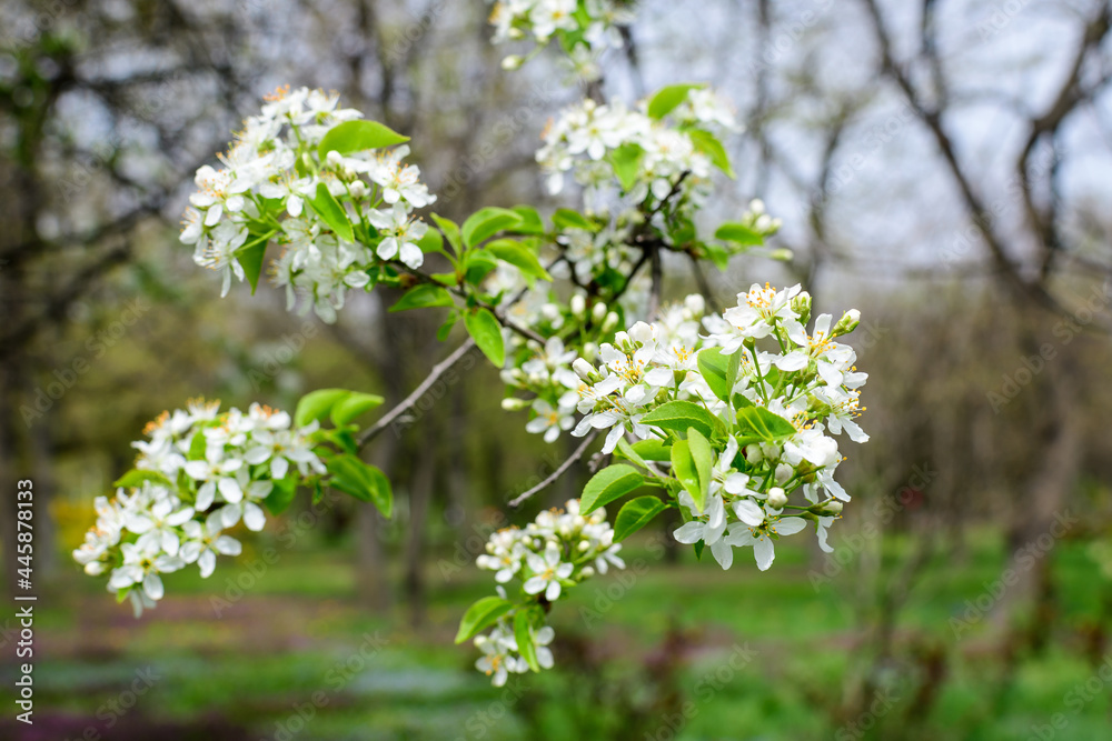 Close up of a branch with white apple tree flowers in full bloom with blurred background in a garden in a sunny spring day, beautiful Japanese cherry blossoms floral background, sakura. Close up of a branch with white apple tree flowers in full bloom with blurred background in a garden in a sunny spring day, beautiful Japanese cherry blossoms floral background, sakura.