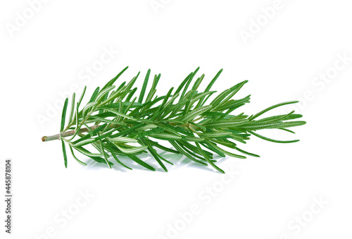 Rosemary twig isolated on white background