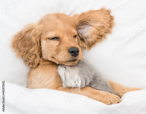 Cute English Cocker spaniel puppy hugs tiny kitten. Pets sleep together under white warm blanket on a bed at home. Top down view