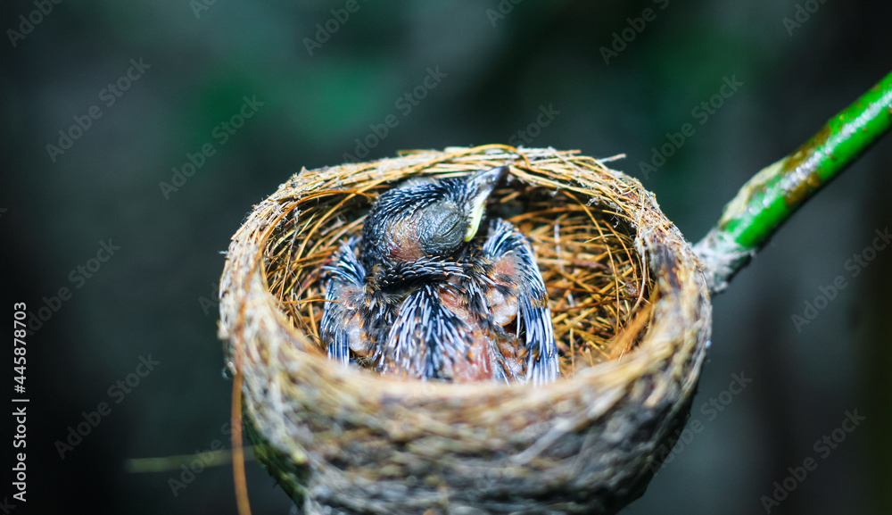 Newborn bird in the nest close up. A small little bird in the nest waits for mother. Baby bird close look. Living in a bird's nest made of grass. Newborn bird in the nest close up. A small little bird in the nest waits for mother. Baby bird close look. Living in a bird's nest made of grass.