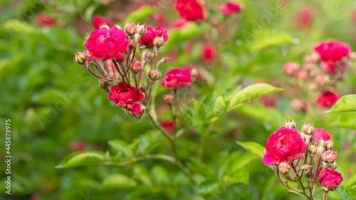 Climbing rose, small inflorescences, the period of the beginning of flowering, bright pink