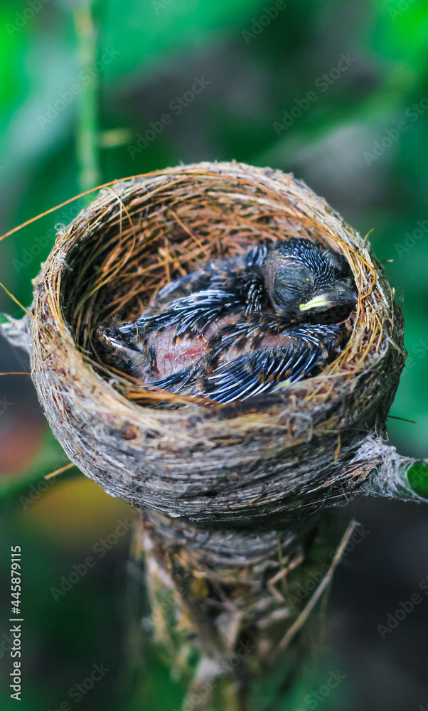 Newborn bird in the nest close up. A small little bird in the nest waits for mother. Baby bird close look. Living in a bird's nest made of grass. Newborn bird in the nest close up. A small little bird in the nest waits for mother. Baby bird close look. Living in a bird's nest made of grass.