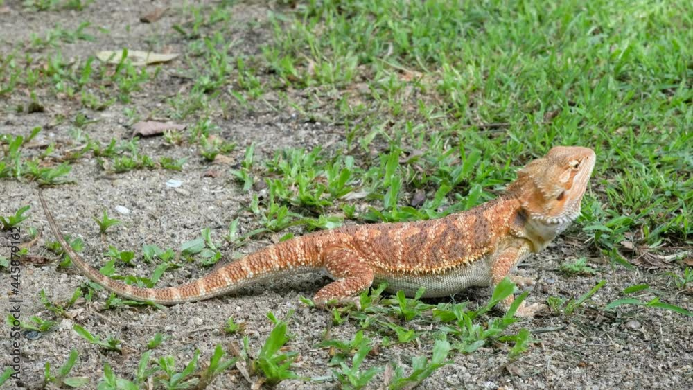 bearded dragon on ground with blur background
bearded dragon on ground with blur background