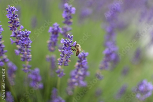 Wasp on Lavender