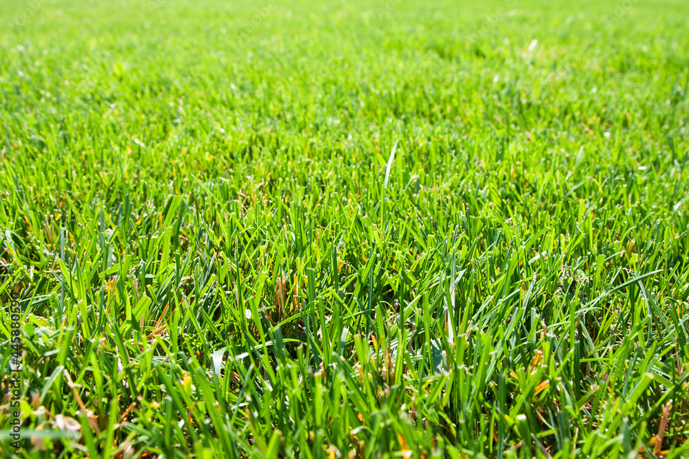 Green grass background. Close-up. Green grass texture. Green grass background. Close-up. Green grass texture.