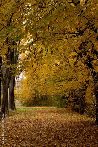 Autumn in the Park. Beautiful autumn calm nature landscape. Concept of beauty of autumn nature.