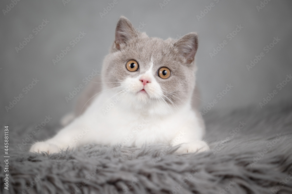 Britisch Kurzhaar Katzen Kitten Katzenbaby Stock Photo | Adobe Stock