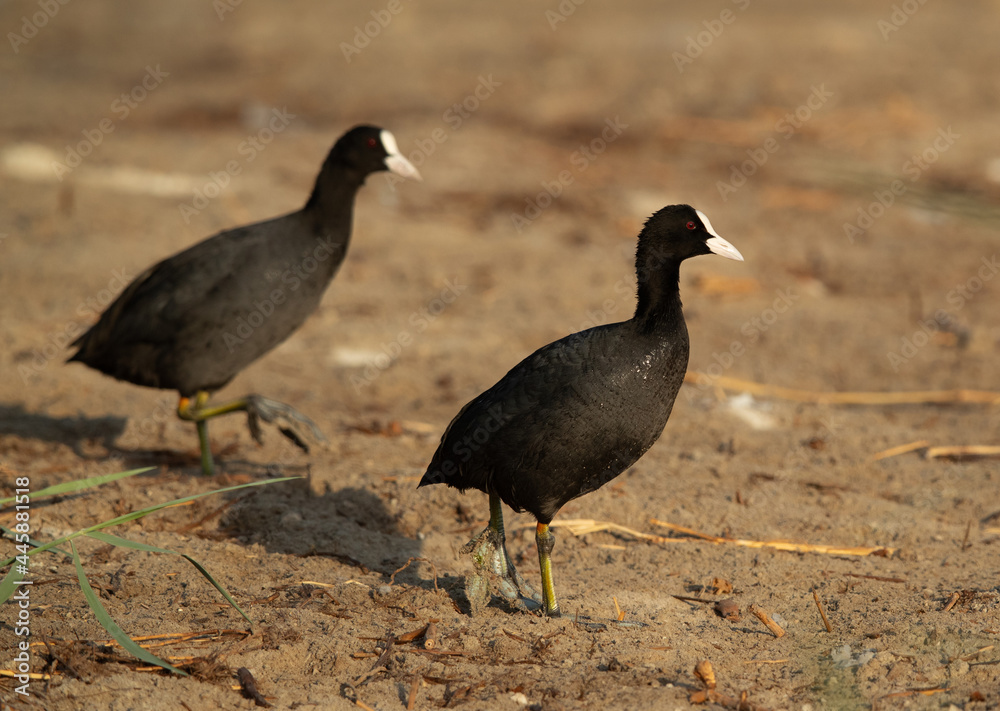 A pair of Eurasian coot at Adhari, Bahrain