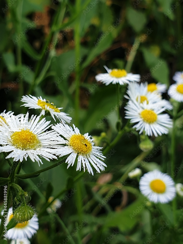 daisies in the grass daisies in the grass