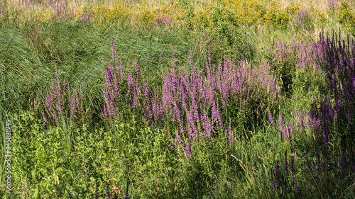 A purple flowering meadow
