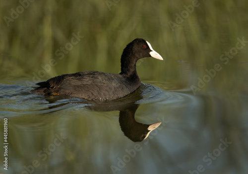 Photos Eurasian coot at Adhari canal with reflection on water, Bahrain