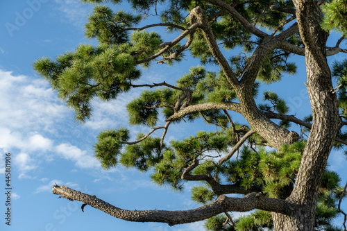 たくましい松と空