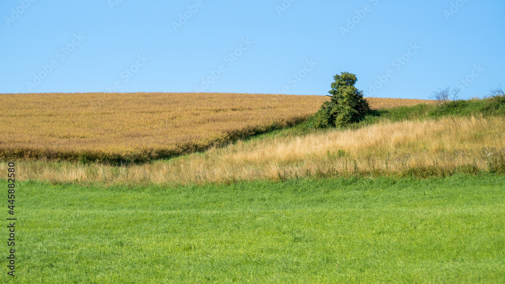 Obraz premium The summer field