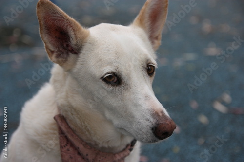 Portrait of a cute white dog with a shy look wearing a neckerchief 