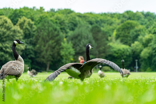 Gänse im Westpark München photo