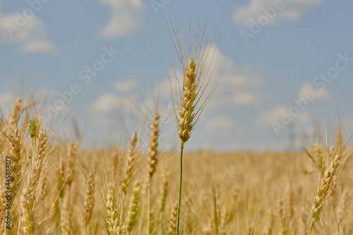 Wheat or barley spikelets in a field against a blurred  background. Shallow depth of field
