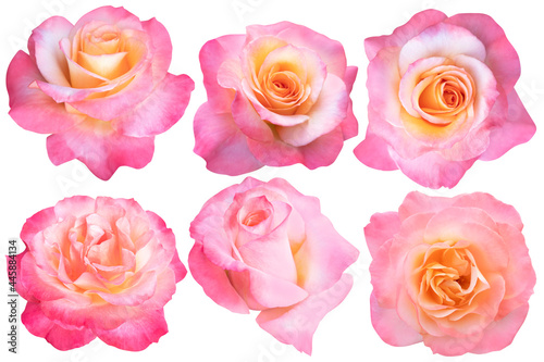 Collage of Orange Rose isolated on the white background. Rose with clipping path.