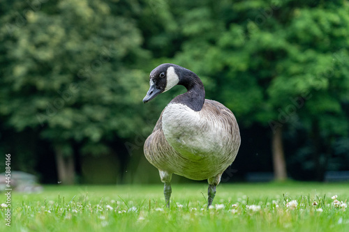 Gänse im Westpark München photo