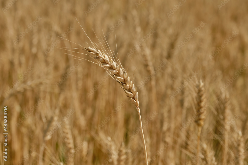 Wheat or barley spikelets in a field against a blurred background. Shallow depth of field Wheat or barley spikelets in a field against a blurred background. Shallow depth of field
