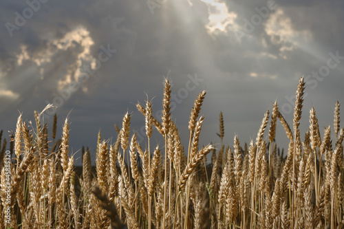 Wheat or barley spikelets in a field against a dramatic sky background. Shallow depth of field