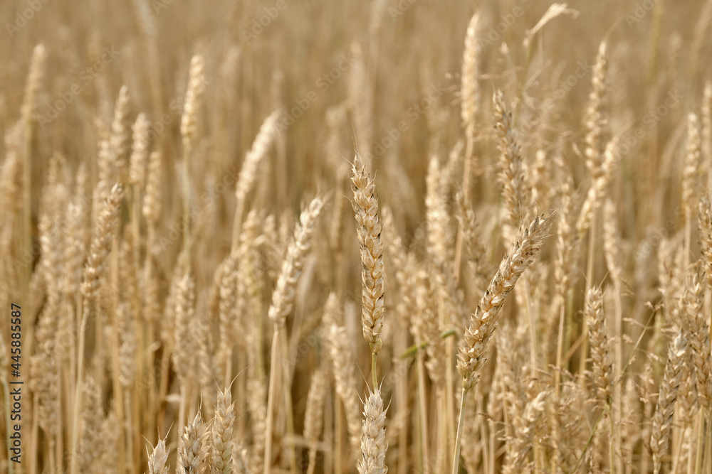 Wheat or barley spikelets in a field against. Shallow depth of field