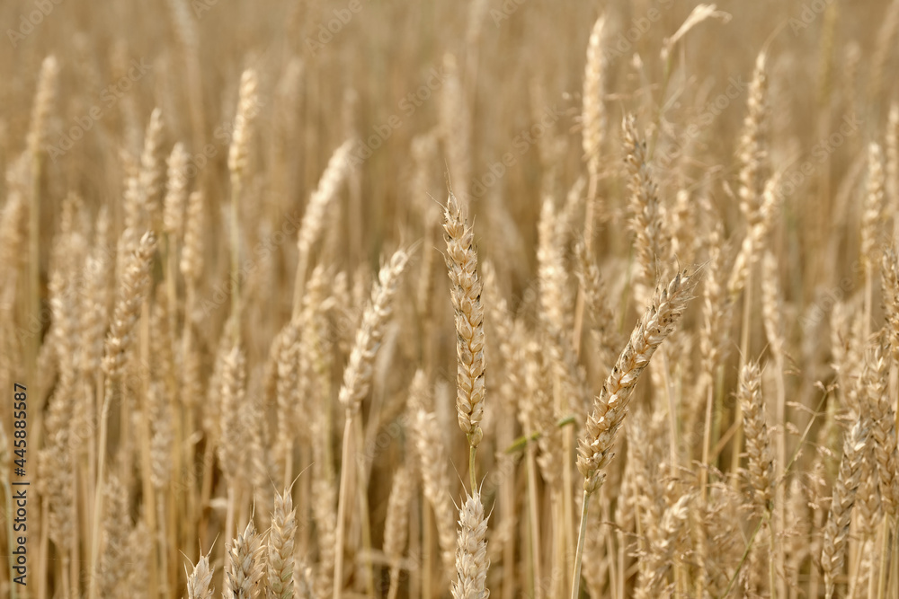 Wheat or barley spikelets in a field against. Shallow depth of field Wheat or barley spikelets in a field against. Shallow depth of field