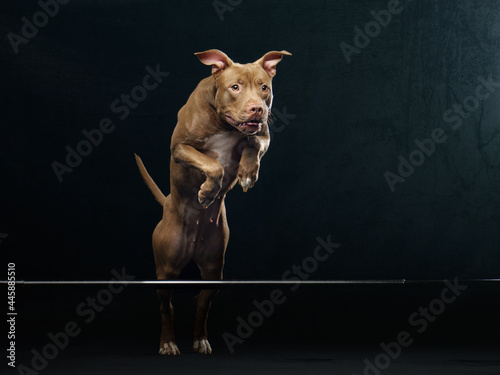 Print op canvas flying forward pit bull terrier on a black background
