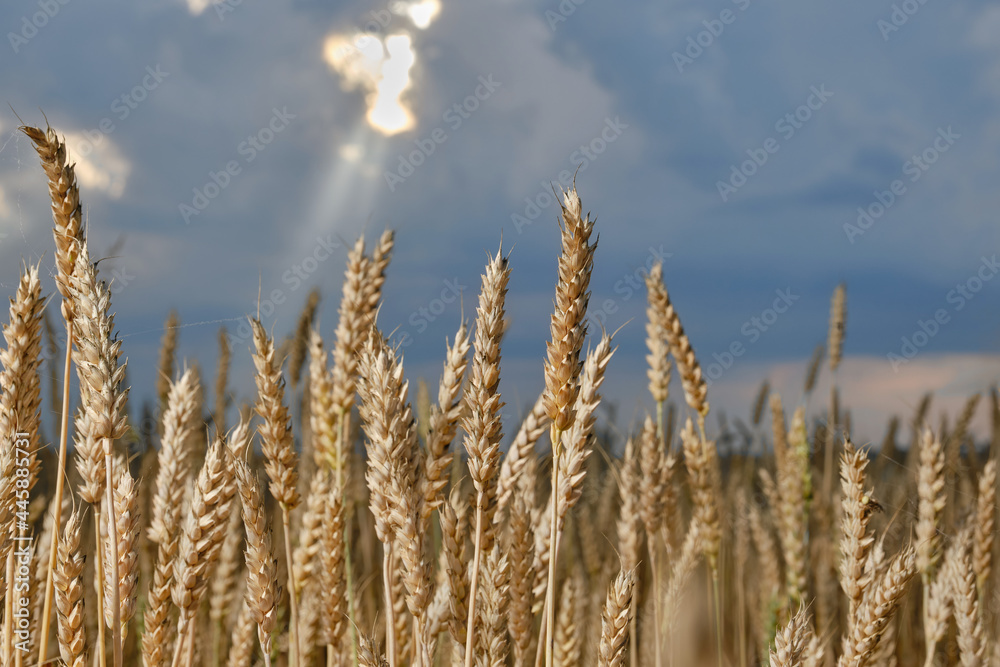 Wheat or barley spikelets in a field against a blurred dramatic sky with sunbeam. Shallow depth of field Wheat or barley spikelets in a field against a blurred dramatic sky with sunbeam. Shallow depth of field