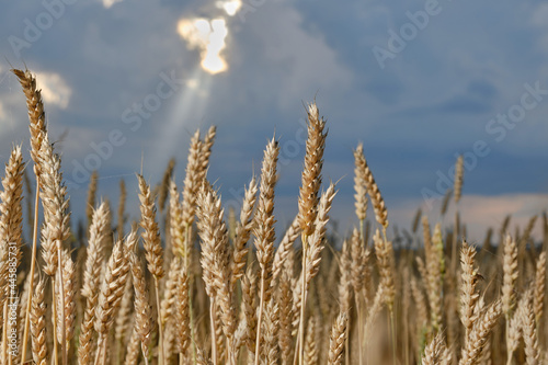Wheat or barley spikelets in a field against a blurred dramatic sky with sunbeam. Shallow depth of field