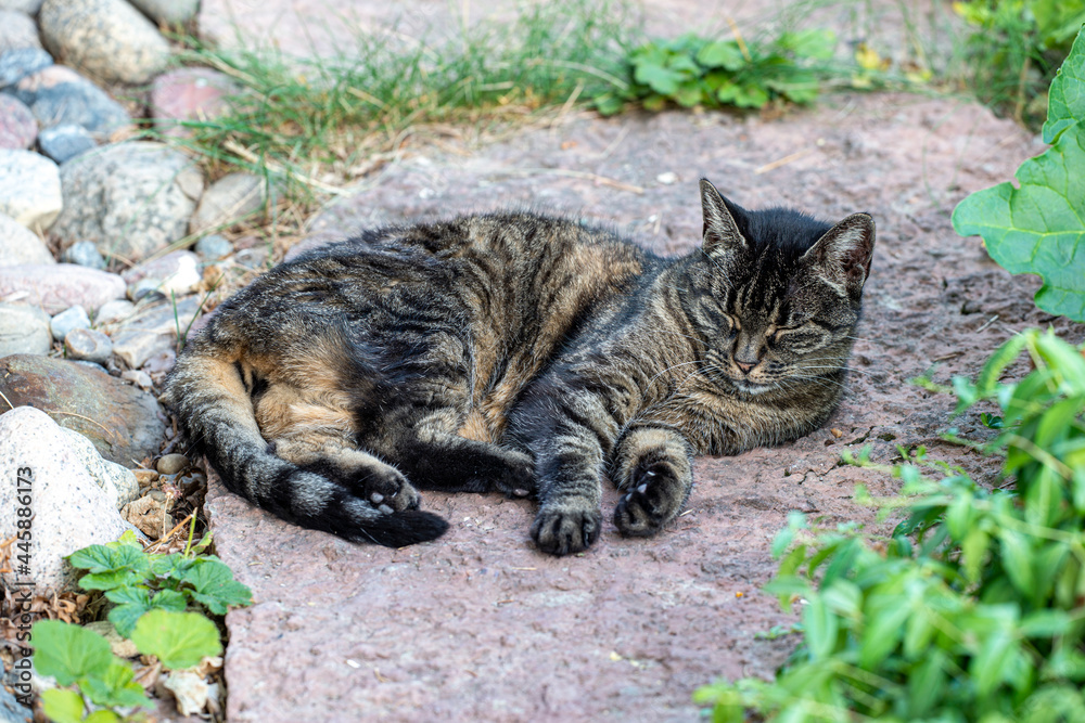 cat in the garden, nacka, sverige, sweden, stockholm