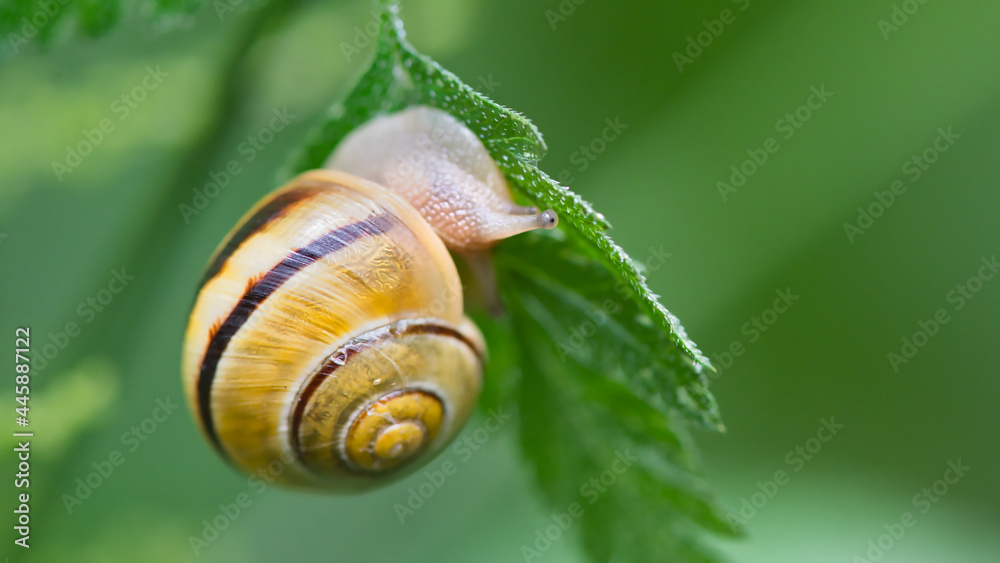 Nahaufnahme einer Schnecke auf einem grünen Blatt Nahaufnahme einer Schnecke auf einem grünen Blatt
