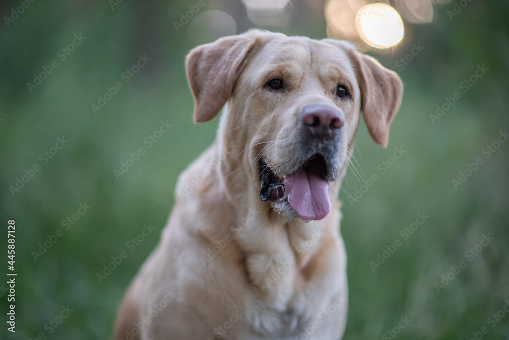 Portrait of a young beautiful fawn labrador retriever in the park.