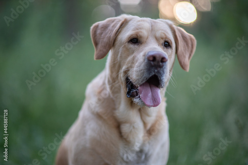 Portrait of a young beautiful fawn labrador retriever in the park.