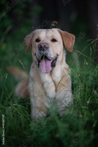 Portrait of a young beautiful fawn labrador retriever in the park.